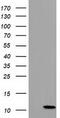 Cytochrome C Oxidase Subunit 6B2 antibody, M15736, Boster Biological Technology, Western Blot image 