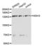 MutS Homolog 3 antibody, abx004344, Abbexa, Western Blot image 