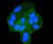 Signal Transducer And Activator Of Transcription 6 antibody, A00523-2, Boster Biological Technology, Immunocytochemistry image 