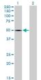 Testican-1 antibody, H00006695-B02P, Novus Biologicals, Western Blot image 