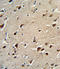 Ornithine Aminotransferase antibody, LS-C163094, Lifespan Biosciences, Immunohistochemistry paraffin image 