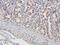 Actin Alpha 2, Smooth Muscle antibody, orb389240, Biorbyt, Immunohistochemistry paraffin image 