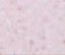 EF-Hand Domain Family Member D2 antibody, 5657, ProSci, Immunohistochemistry frozen image 