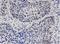 HNF1 Homeobox B antibody, H00006928-M07, Novus Biologicals, Immunohistochemistry frozen image 