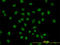 Serine And Arginine Rich Splicing Factor 10 antibody, LS-C133661, Lifespan Biosciences, Immunofluorescence image 