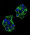 Paraoxonase 2 antibody, LS-C163863, Lifespan Biosciences, Immunofluorescence image 