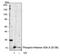 H2A Histone Family Member X antibody, MA5-28007, Invitrogen Antibodies, Western Blot image 