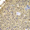 Cyclin A2 antibody, LS-C349281, Lifespan Biosciences, Immunohistochemistry frozen image 