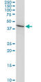 Alpha-1-Microglobulin/Bikunin Precursor antibody, LS-C133863, Lifespan Biosciences, Western Blot image 