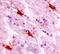 S100 Calcium Binding Protein A16 antibody, AF5180, R&D Systems, Immunohistochemistry frozen image 
