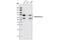 Transcription Factor 7 Like 2 antibody, 2565S, Cell Signaling Technology, Western Blot image 