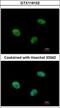 Ubiquitin Protein Ligase E3C antibody, GTX119102, GeneTex, Immunocytochemistry image 
