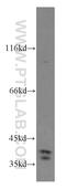 TruB Pseudouridine Synthase Family Member 1 antibody, 12520-1-AP, Proteintech Group, Western Blot image 