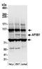 Adaptor Related Protein Complex 3 Subunit Beta 1 antibody, A305-349A, Bethyl Labs, Western Blot image 