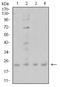 Cold Inducible RNA Binding Protein antibody, NBP2-61734, Novus Biologicals, Western Blot image 