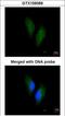 Protein S antibody, GTX109369, GeneTex, Immunocytochemistry image 