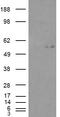Glucosaminyl (N-Acetyl) Transferase 3, Mucin Type antibody, EB08257, Everest Biotech, Western Blot image 