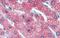 Zinc Finger Protein 777 antibody, A14752, Boster Biological Technology, Immunohistochemistry frozen image 