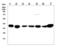RAD51 Recombinase antibody, LS-C357511, Lifespan Biosciences, Western Blot image 