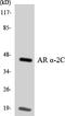 Adrenoceptor Alpha 2C antibody, LS-C200100, Lifespan Biosciences, Western Blot image 