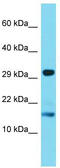 Trem-like transcript 4 protein antibody, TA334853, Origene, Western Blot image 