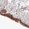 NFKB Inhibitor Alpha antibody, NBP1-87761, Novus Biologicals, Immunohistochemistry frozen image 
