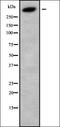 Kalirin RhoGEF Kinase antibody, orb336274, Biorbyt, Western Blot image 