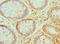 Peroxiredoxin 1 antibody, LS-C376410, Lifespan Biosciences, Immunohistochemistry frozen image 
