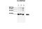 Heterogeneous nuclear ribonucleoprotein A0 antibody, PA5-41826, Invitrogen Antibodies, Western Blot image 