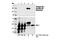 ETS Transcription Factor ELK1 antibody, 9186S, Cell Signaling Technology, Western Blot image 