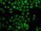 Muscleblind Like Splicing Regulator 1 antibody, GTX33335, GeneTex, Immunofluorescence image 