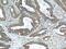 Oxysterol Binding Protein Like 3 antibody, 12417-1-AP, Proteintech Group, Immunohistochemistry frozen image 