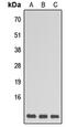 G Protein Subunit Gamma 5 antibody, abx121613, Abbexa, Western Blot image 