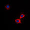 ATP Binding Cassette Subfamily B Member 10 antibody, LS-B13629, Lifespan Biosciences, Immunofluorescence image 