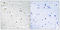 DEAD-Box Helicase 3 Y-Linked antibody, LS-C119766, Lifespan Biosciences, Immunohistochemistry paraffin image 