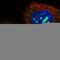 NOP2 Nucleolar Protein antibody, HPA040119, Atlas Antibodies, Immunofluorescence image 