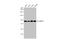 G1 To S Phase Transition 1 antibody, GTX636766, GeneTex, Western Blot image 