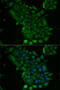 Transcobalamin-1 antibody, 22-203, ProSci, Immunofluorescence image 