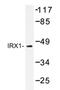Iroquois-class homeodomain protein IRX-1 antibody, AP20429PU-N, Origene, Western Blot image 