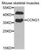 Cyclin-G1 antibody, abx004042, Abbexa, Western Blot image 