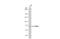 Protein O-Mannosyltransferase 1 antibody, GTX109717, GeneTex, Western Blot image 