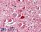 Parvalbumin antibody, 46-135, ProSci, Western Blot image 