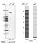 Integrin Subunit Alpha 2 antibody, HPA063556, Atlas Antibodies, Western Blot image 