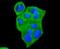 Tyrosine 3-Monooxygenase/Tryptophan 5-Monooxygenase Activation Protein Theta antibody, NBP2-67831, Novus Biologicals, Immunofluorescence image 