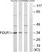 Folate Receptor Alpha antibody, abx014471, Abbexa, Western Blot image 
