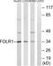 FR-alpha antibody, abx014471, Abbexa, Western Blot image 