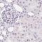 Synaptoporin antibody, PA5-62391, Invitrogen Antibodies, Immunohistochemistry frozen image 