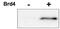 Cyclin Dependent Kinase 9 antibody, NBP1-77756, Novus Biologicals, Western Blot image 