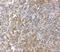 G Protein-Coupled Receptor 3 antibody, NBP2-41102, Novus Biologicals, Immunohistochemistry paraffin image 