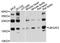 Ubiquitin Conjugating Enzyme E2 G2 antibody, abx126754, Abbexa, Western Blot image 